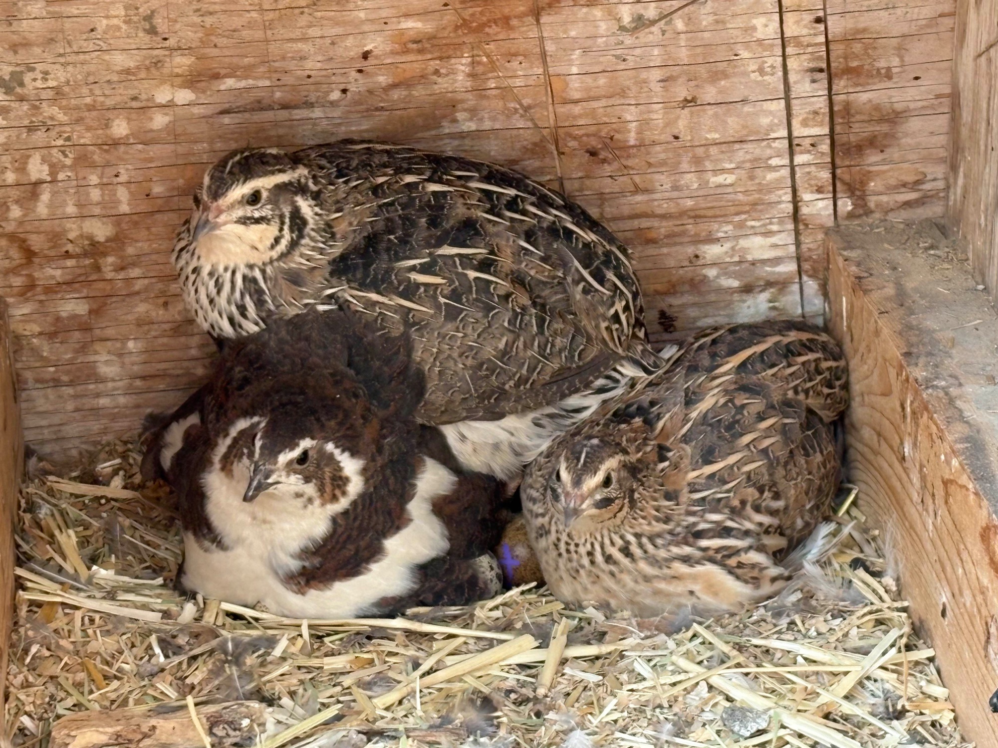 Quail with their chicks nestled in the straw