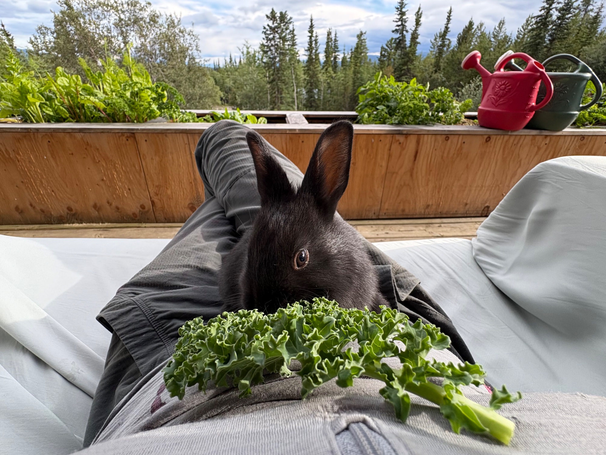 Black rabbit tucked in a lap eating fresh kale from the garden, with raised beds and the boreal forest behind