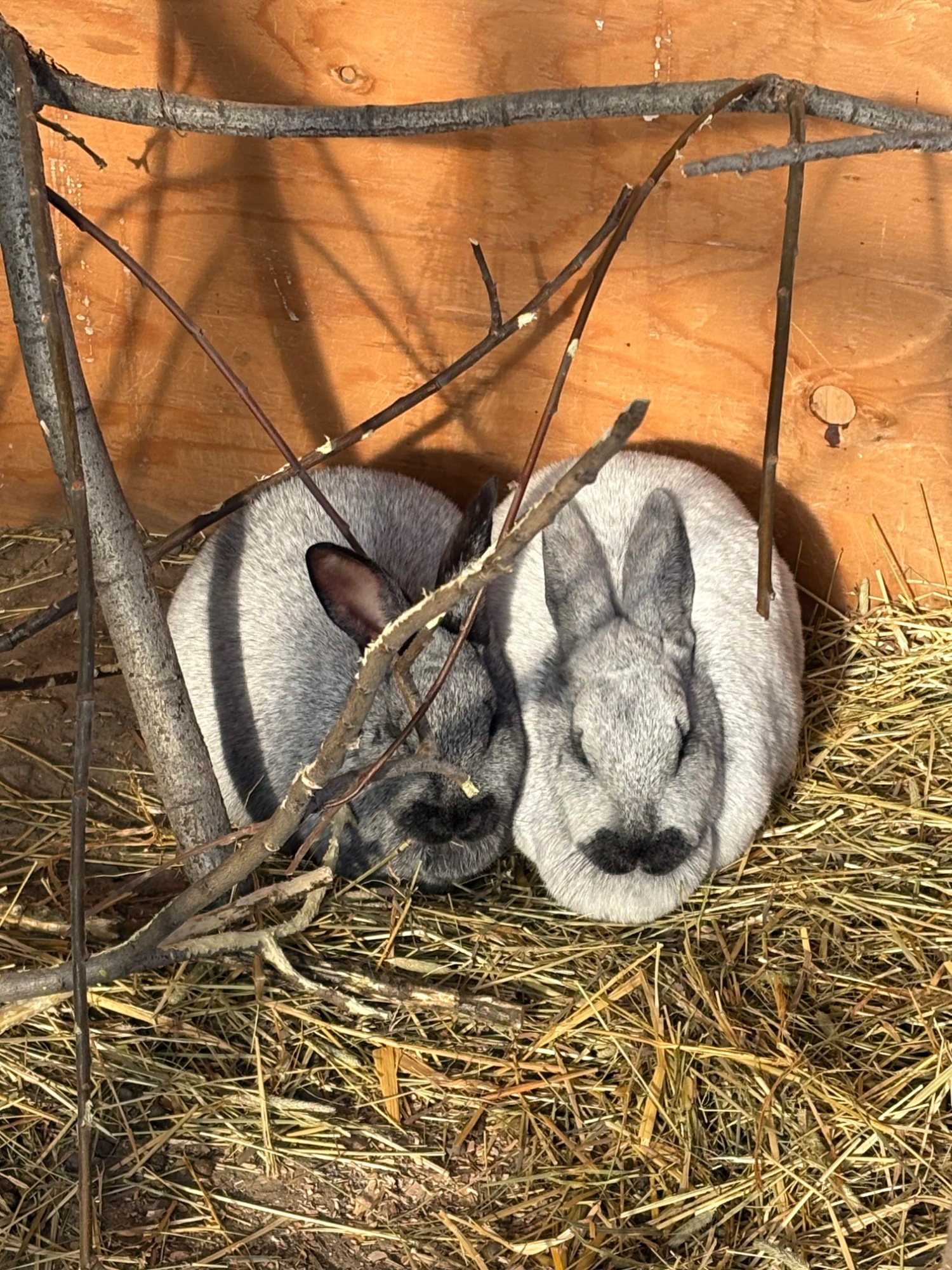 Two grey rabbits curled up together in the straw