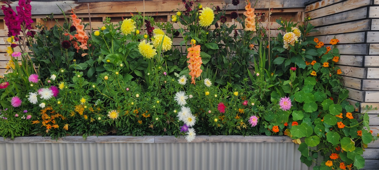 An abundant raised flower bed bursting with dahlias, gladioli, and nasturtiums
