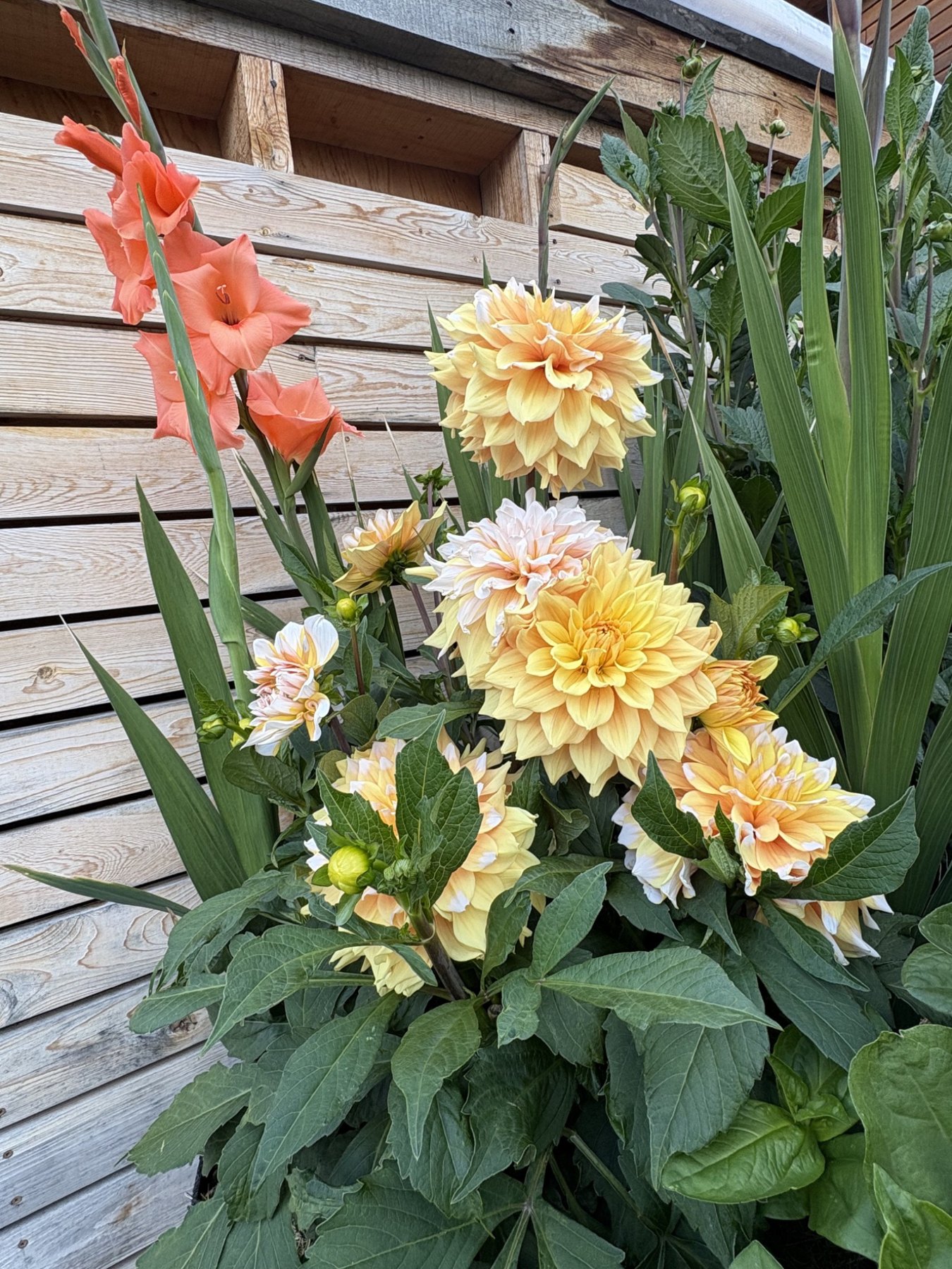 Yellow dahlias in bloom on the farm