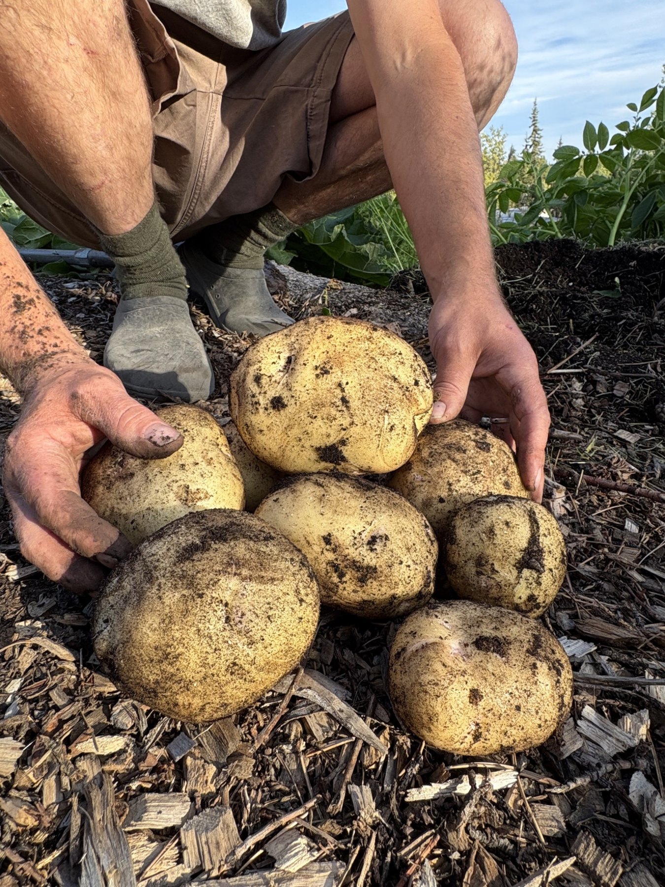 Freshly harvested potatoes in the garden
