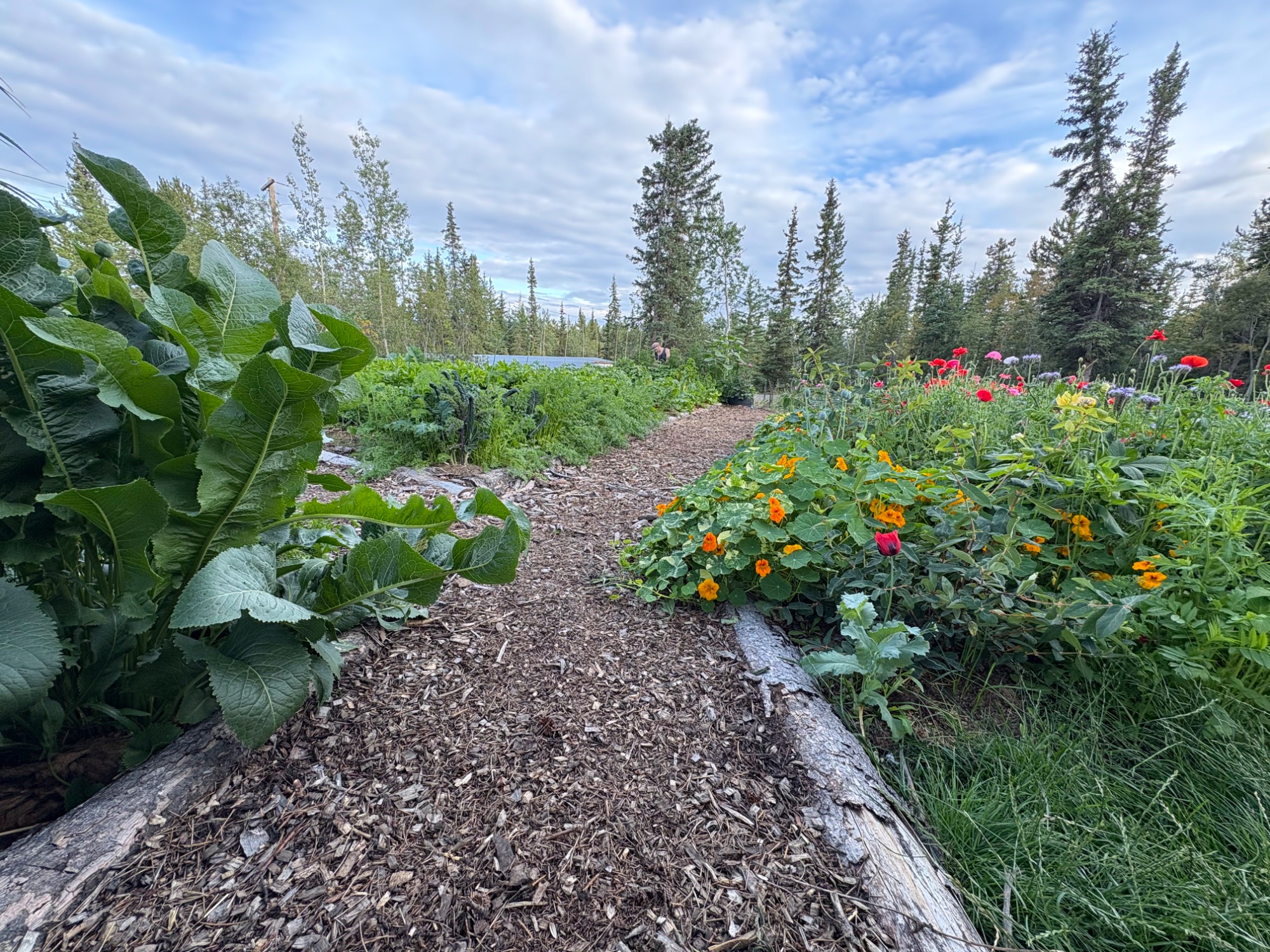 A woodchip path through the garden with nasturtiums, poppies and brassicas, boreal forest beyond